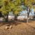 dog-park-mohr-park-kokomo